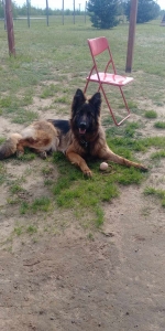 vom Trojangold, hodowla Owczarków Niemieckich Długowłosych