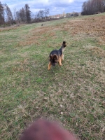 vom Trojangold, hodowla Owczarków Niemieckich Długowłosych