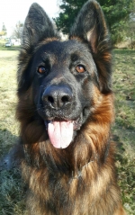 vom Trojangold, hodowla Owczarków Niemieckich Długowłosych