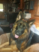 vom Trojangold, hodowla Owczarków Niemieckich Długowłosych