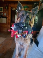 vom Trojangold, hodowla Owczarków Niemieckich Długowłosych