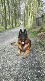 vom Trojangold, hodowla Owczarków Niemieckich Długowłosych