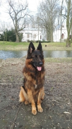 vom Trojangold, hodowla Owczarków Niemieckich Długowłosych