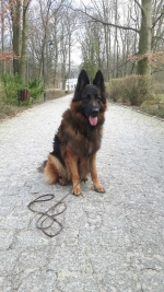 vom Trojangold, hodowla Owczarków Niemieckich Długowłosych