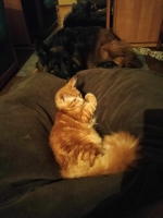 vom Trojangold, hodowla Owczarków Niemieckich Długowłosych