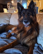 vom Trojangold, hodowla Owczarków Niemieckich Długowłosych