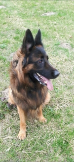 vom Trojangold, hodowla Owczarków Niemieckich Długowłosych