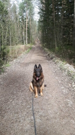 vom Trojangold, hodowla Owczarków Niemieckich Długowłosych