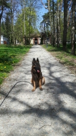 vom Trojangold, hodowla Owczarków Niemieckich Długowłosych