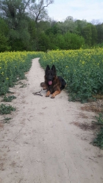 vom Trojangold, hodowla Owczarków Niemieckich Długowłosych