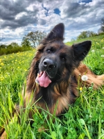 vom Trojangold, hodowla Owczarków Niemieckich Długowłosych