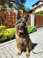 vom Trojangold, hodowla Owczarków Niemieckich Długowłosych