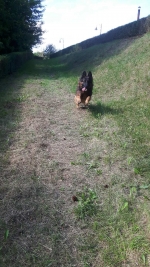 vom Trojangold, hodowla Owczarków Niemieckich Długowłosych