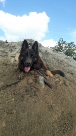 vom Trojangold, hodowla Owczarków Niemieckich Długowłosych