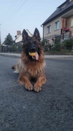 vom Trojangold, hodowla Owczarków Niemieckich Długowłosych