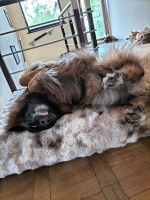 vom Trojangold, hodowla Owczarków Niemieckich Długowłosych