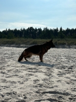 vom Trojangold, hodowla Owczarków Niemieckich Długowłosych