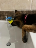 vom Trojangold, hodowla Owczarków Niemieckich Długowłosych