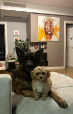 vom Trojangold, hodowla Owczarków Niemieckich Długowłosych