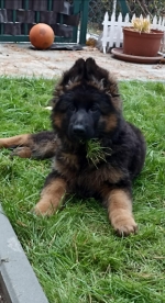 vom Trojangold, hodowla Owczarków Niemieckich Długowłosych