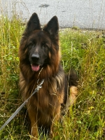 vom Trojangold, hodowla Owczarków Niemieckich Długowłosych