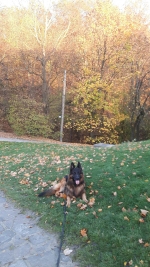 vom Trojangold, hodowla Owczarków Niemieckich Długowłosych