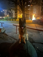 vom Trojangold, hodowla Owczarków Niemieckich Długowłosych