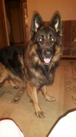 vom Trojangold, hodowla Owczarków Niemieckich Długowłosych