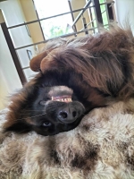 vom Trojangold, hodowla Owczarków Niemieckich Długowłosych