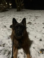 vom Trojangold, hodowla Owczarków Niemieckich Długowłosych