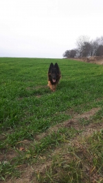 vom Trojangold, hodowla Owczarków Niemieckich Długowłosych