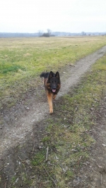 vom Trojangold, hodowla Owczarków Niemieckich Długowłosych