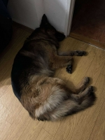 vom Trojangold, hodowla Owczarków Niemieckich Długowłosych