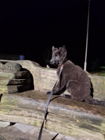 vom Trojangold, hodowla Owczarków Niemieckich Długowłosych