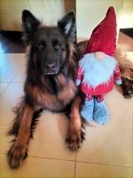 vom Trojangold, hodowla Owczarków Niemieckich Długowłosych