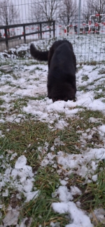 vom Trojangold, hodowla Owczarków Niemieckich Długowłosych