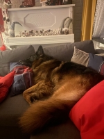 vom Trojangold, hodowla Owczarków Niemieckich Długowłosych