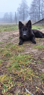 vom Trojangold, hodowla Owczarków Niemieckich Długowłosych