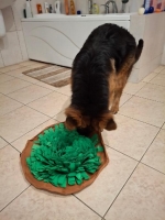 vom Trojangold, hodowla Owczarków Niemieckich Długowłosych