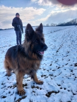 vom Trojangold, hodowla Owczarków Niemieckich Długowłosych