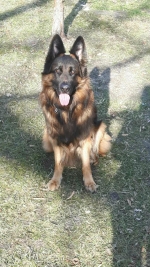 vom Trojangold, hodowla Owczarków Niemieckich Długowłosych