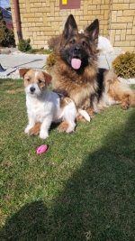 vom Trojangold, hodowla Owczarków Niemieckich Długowłosych