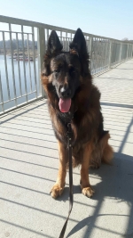 vom Trojangold, hodowla Owczarków Niemieckich Długowłosych