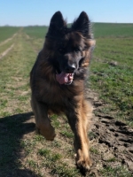 vom Trojangold, hodowla Owczarków Niemieckich Długowłosych