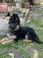 vom Trojangold, hodowla Owczarków Niemieckich Długowłosych