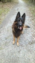 vom Trojangold, hodowla Owczarków Niemieckich Długowłosych