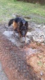 vom Trojangold, hodowla Owczarków Niemieckich Długowłosych