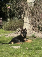 vom Trojangold, hodowla Owczarków Niemieckich Długowłosych