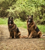 vom Trojangold, hodowla Owczarków Niemieckich Długowłosych