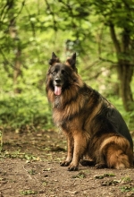 vom Trojangold, hodowla Owczarków Niemieckich Długowłosych